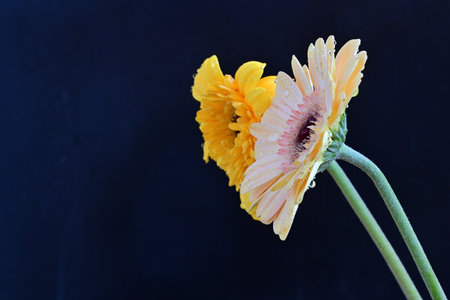 Yellow gerbera flower on black background with copy space for textの写真素材