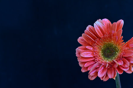 Gerbera flower isolated on black background with copy space for textの写真素材