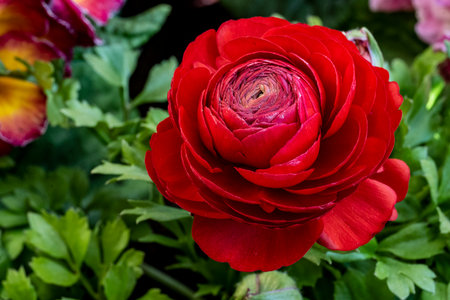 Beautiful red ranunculus (persian buttercup) flowerの写真素材