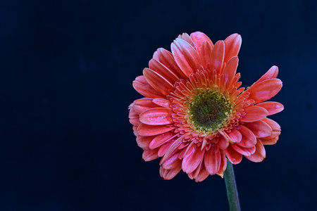Beautiful gerbera flower on dark background, close-upの写真素材