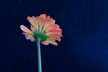 Gerbera flower on a dark background with space for text.の写真素材
