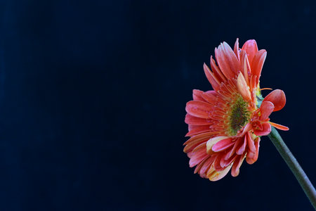 Gerbera flower on black background with copy space for text.