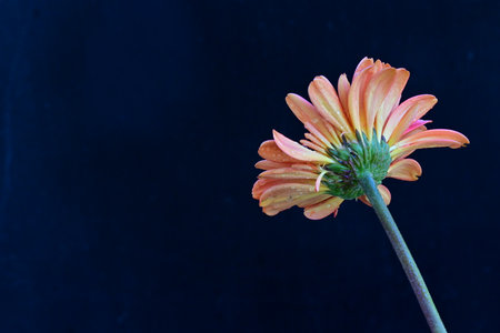 Gerbera flower isolated on black background with space for text.の写真素材