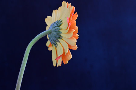 Yellow gerbera flower on a dark blue background with copy spaceの写真素材