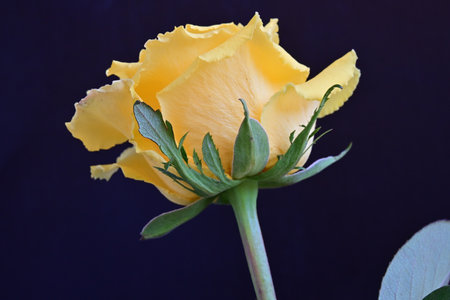 Beautiful yellow rose on a dark background. Close-up.の写真素材