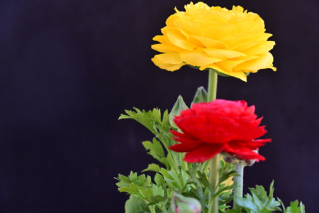 Yellow and red ranunculus flowers on black background with copy space