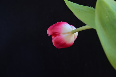 Red tulip on a black background with a place for your textの写真素材