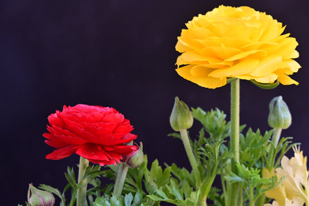 Beautiful yellow and red ranunculus flowers on black background.の写真素材