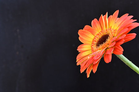 Orange gerbera flower on black background with copy space for textの写真素材