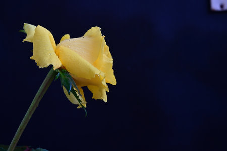 Yellow rose on a dark blue background. Shallow depth of field.の写真素材