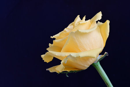 Yellow rose on a black background. Close-up. Studio photography.の写真素材