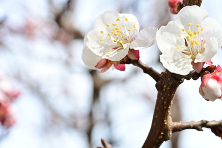 Apricot blossom in spring. White flowers on a branch.の写真素材