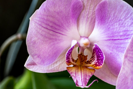 Purple orchid flower close-up, phalaenopsisの写真素材