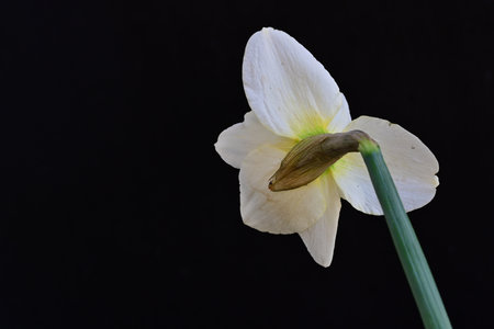 Narcissus flower isolated on black background with copy space.の写真素材