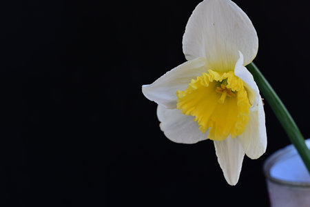 Narcissus flower in a vase on a black backgroundの写真素材