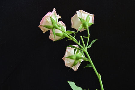 pink and white rose on a black background, closeup of photoの写真素材