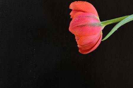 Red tulip on black background with copy space for your text.