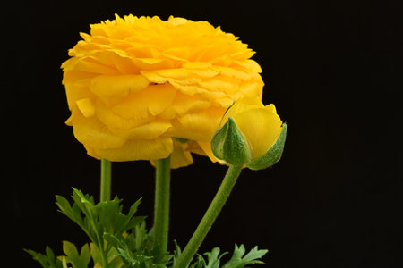 Yellow Ranunculus (persian buttercup) on black backgroundの写真素材