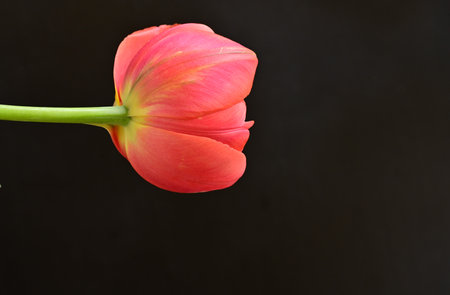 Red tulip on a black background with copy space for your textの写真素材