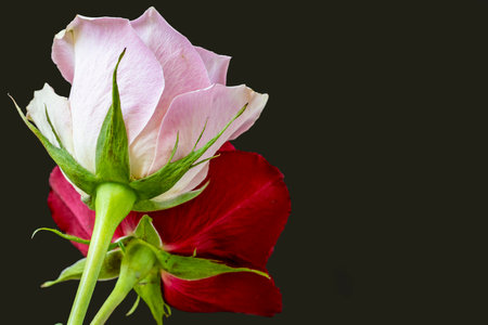 Red and pink rose isolated on black background with copy space for textの写真素材
