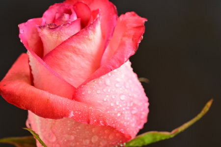 Beautiful pink rose with drops of dew on the petalsの写真素材