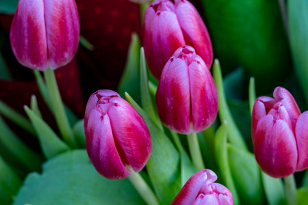 tulips. a bulbous spring-flowering plant of the lily family, with boldly colored cup-shaped flowers.の写真素材