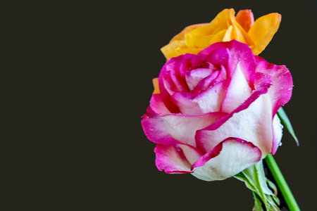 Colorful roses on a dark background, close-up, selective focus.の写真素材