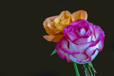 Beautiful pink and yellow rose on black background with copy space.の写真素材