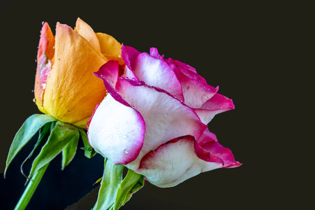 Beautiful colorful roses on black background. Shallow depth of field.の写真素材