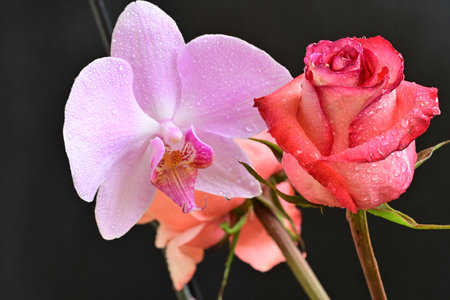 Beautiful pink and white rose and orchid on black background.の写真素材