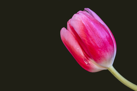 Pink tulip isolated on black background with copy space for your textの写真素材