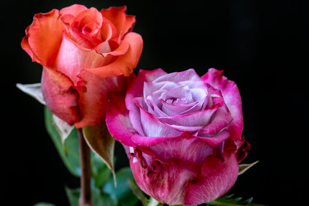 Beautiful pink and red roses on black background, close-upの写真素材