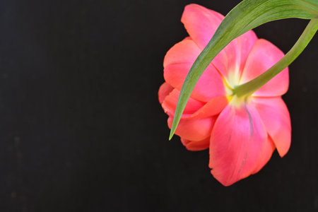 Pink tulip on black background with copy space for your text.の写真素材