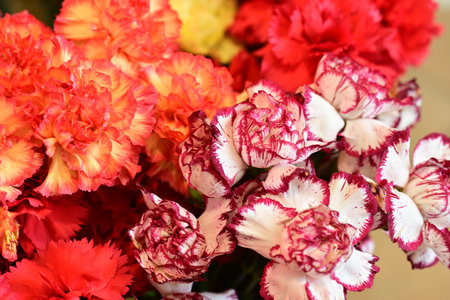 Colorful carnation flower close up background. Red and yellow carnation flowersの写真素材