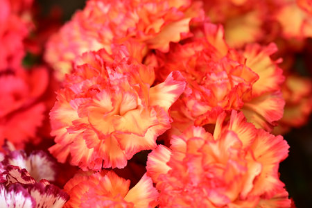 Carnation flowers in the garden, closeup of photo.の写真素材