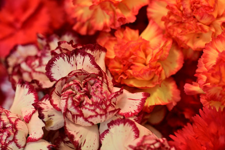 Colorful carnation flowers background. Close up of carnation flowers.の写真素材