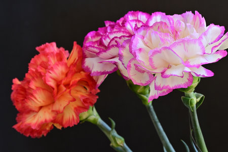 bouquet of carnations on a black background, close upの写真素材