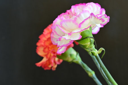 Bouquet of pink and orange carnation flowers on black backgroundの写真素材