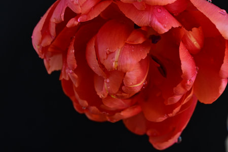 Beautiful red tulip on black background, close-up.の写真素材