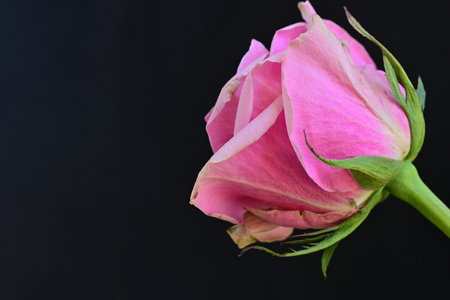 Pink rose on a black background with copy space for your text.