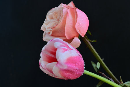 pink and white tulips on black background with water dropletsの写真素材