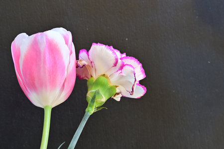 Pink tulip and white tulip on black background with copy spaceの写真素材