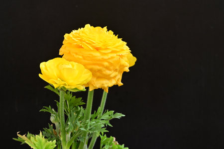 Yellow Ranunculus flowers on black background, closeup of photoの写真素材