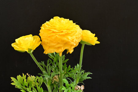 Ranunculus (persian buttercup) on black background