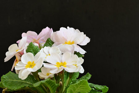 pink and white primula flowers on black background with copy spaceの写真素材