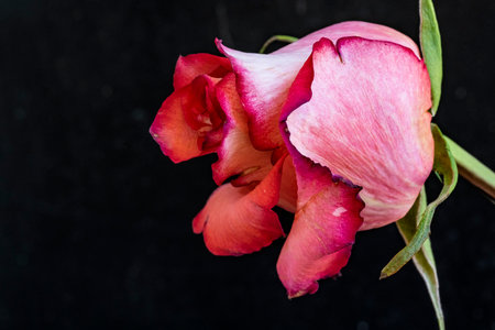 pink rose on black background with copy space for your text.の写真素材