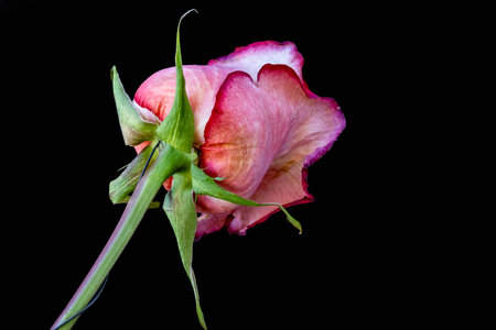 Pink rose isolated on black background. Close-up. Studio shot.の写真素材
