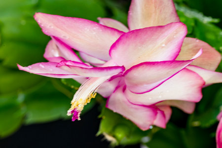 Christmas Cactus flower with water drops on petals, close upの写真素材