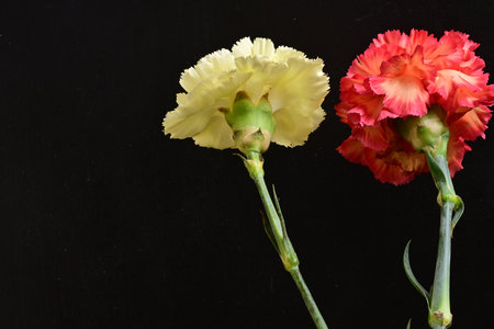two carnations on a black background, close-up, horizontalの写真素材