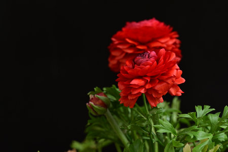 Red ranunculus flower on a black background. Shallow depth of field.の写真素材